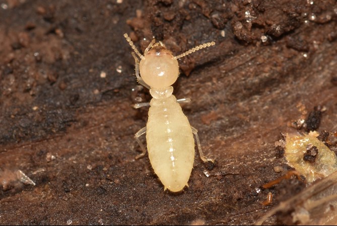pest reports gold coast